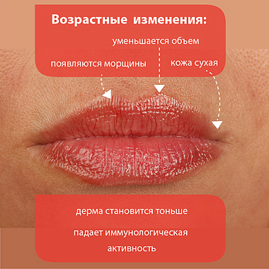Купить Belweder 4 г помада для губ лифтинг с пептидами