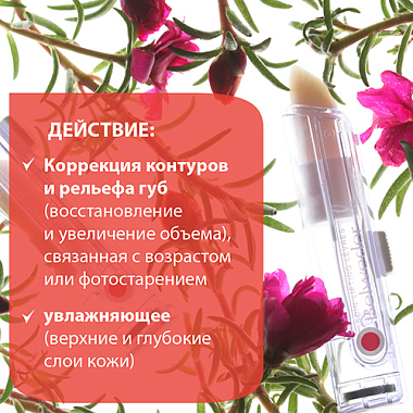 Купить Belweder 4 г помада для губ лифтинг с пептидами